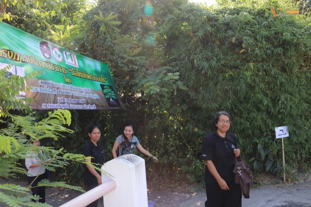 มือใหม่...หัดทำบอนไซ