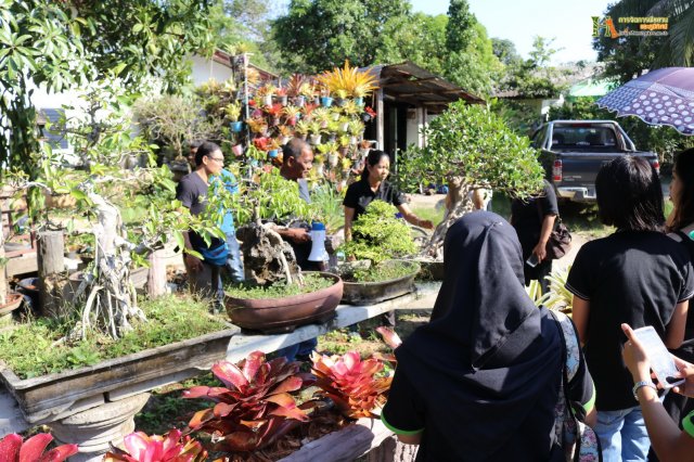 มือใหม่...หัดทำบอนไซ