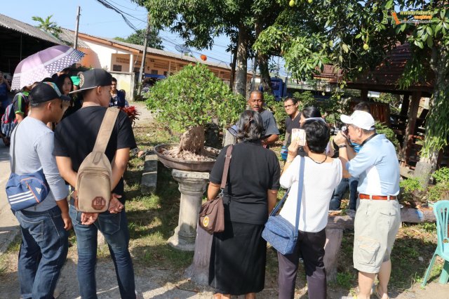 มือใหม่...หัดทำบอนไซ