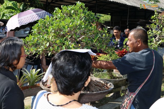 มือใหม่...หัดทำบอนไซ