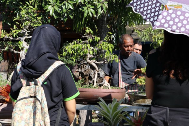 มือใหม่...หัดทำบอนไซ