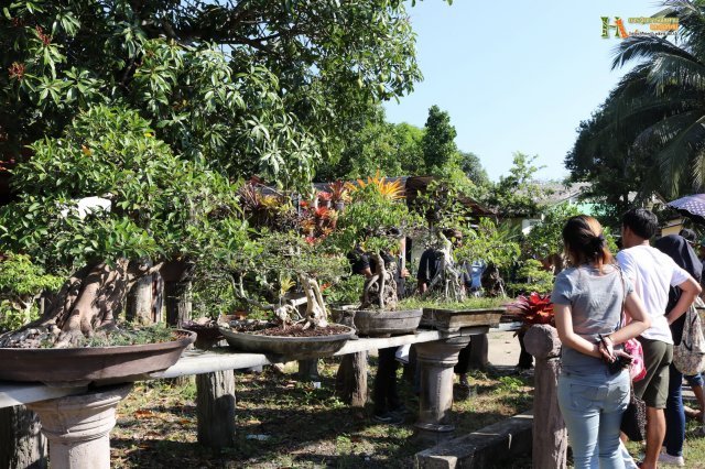 มือใหม่...หัดทำบอนไซ