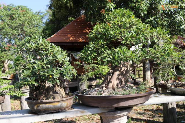 มือใหม่...หัดทำบอนไซ