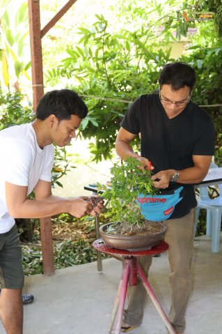 มือใหม่...หัดทำบอนไซ