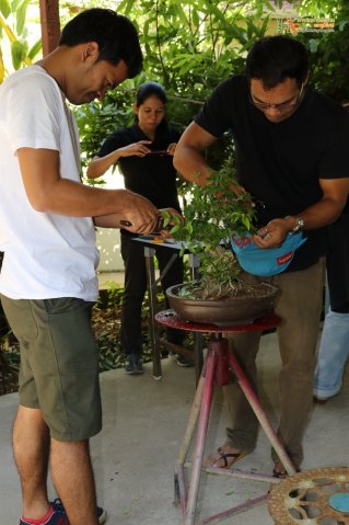 มือใหม่...หัดทำบอนไซ
