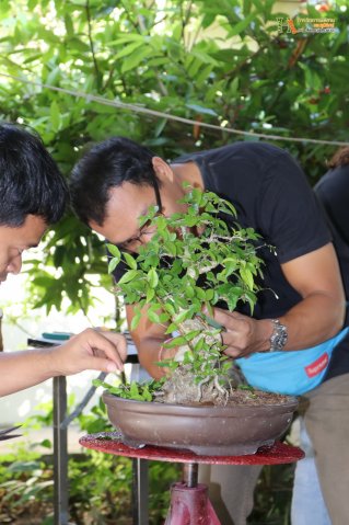 มือใหม่...หัดทำบอนไซ