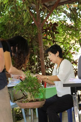 มือใหม่...หัดทำบอนไซ