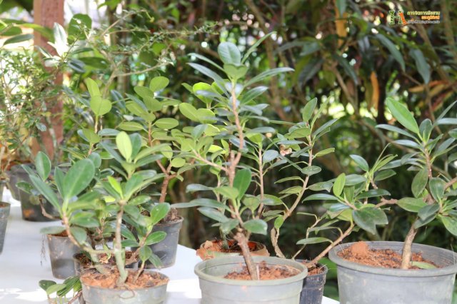 มือใหม่...หัดทำบอนไซ