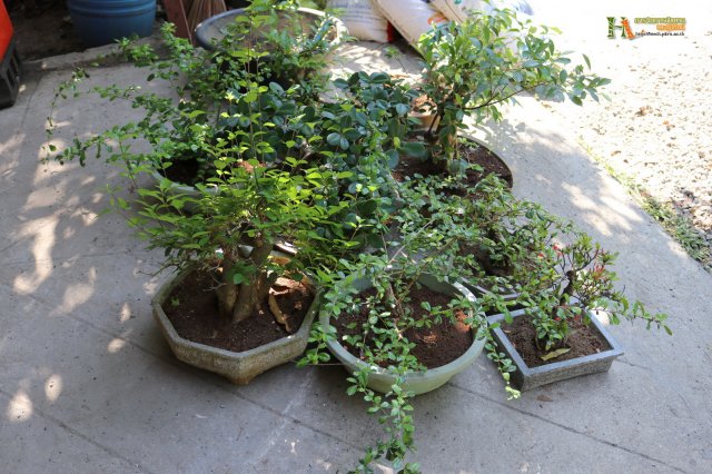 มือใหม่...หัดทำบอนไซ