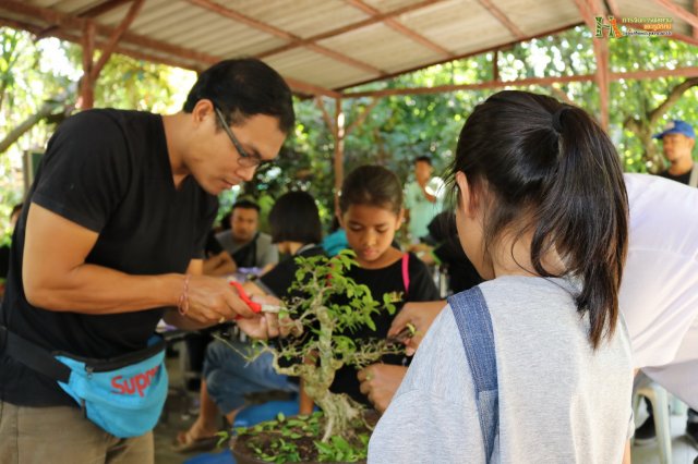 มือใหม่...หัดทำบอนไซ