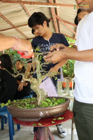 มือใหม่...หัดทำบอนไซ