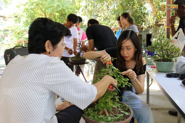 มือใหม่...หัดทำบอนไซ