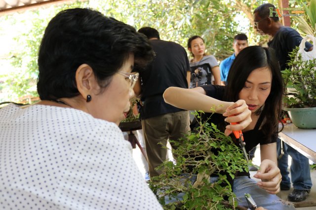 มือใหม่...หัดทำบอนไซ